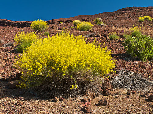 Descurainia bourgaeana